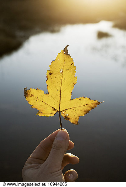 Cropped image of hand holding yellow maple leaf against lake