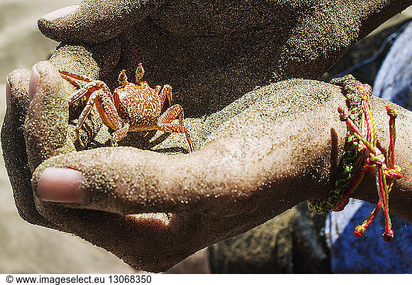 Cropped image of hands holding small crab
