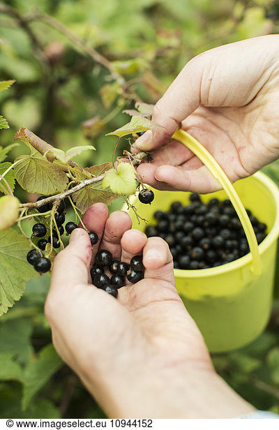 Cropped image of hands picking black currants