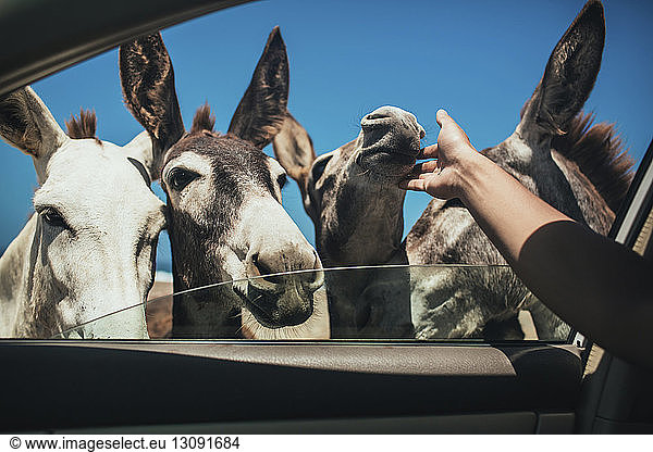 Cropped image of man caressing donkeys through car window