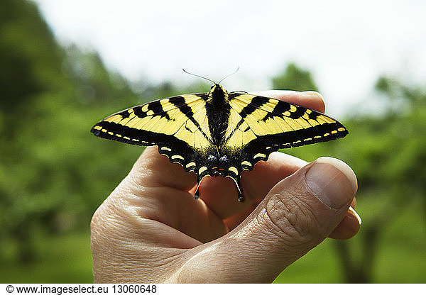 Cropped image of man's hand with butterfly