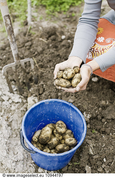 Cropped image of person collecting potatoes on field