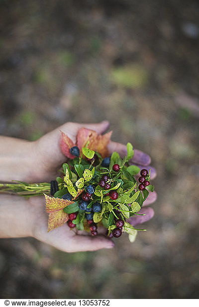 Cropped image of person holding berries at field