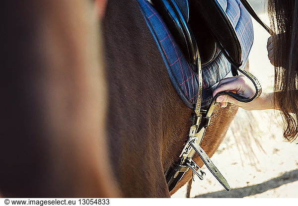 Cropped image of woman fastening saddle on horse