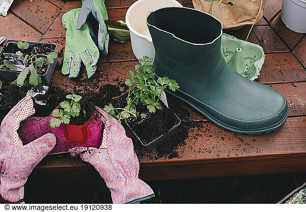 Cropped image of woman planting in old shoe