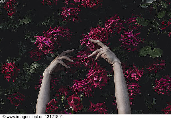 Cropped image of woman's hands against rose plants