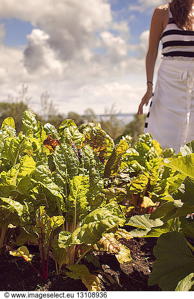 Cropped image of woman standing by beetroot plants at farm