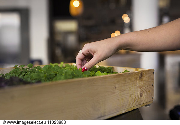 Cropped image of woman touching potted plants in restaurant