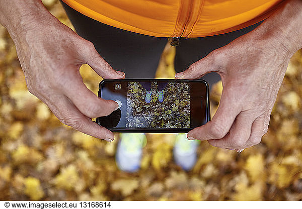 Cropped shot of senior woman photographing autumn park leaves on smartphone