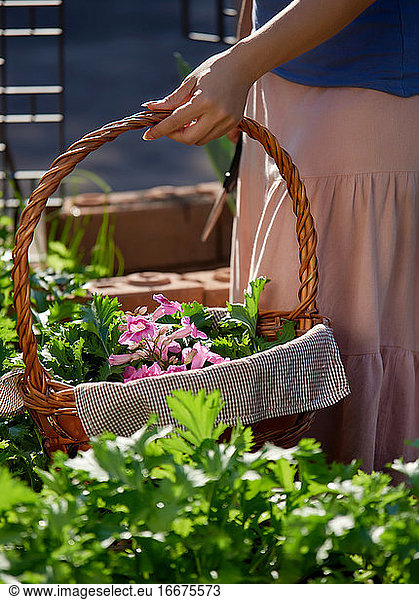 Cropped view hand of woman holding a basket of flower and vegetable