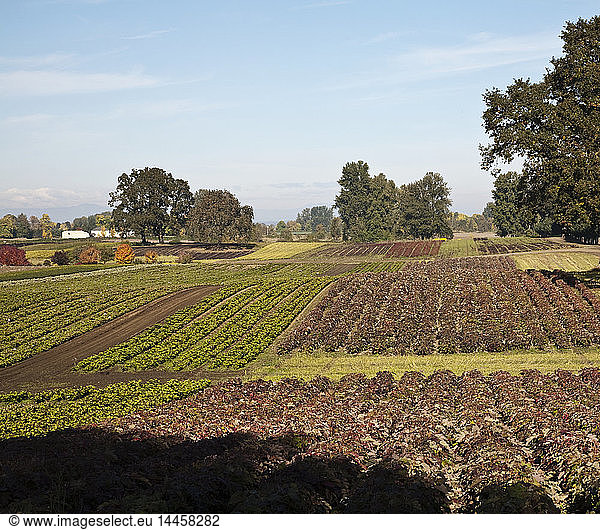 Crops in a Farm Field