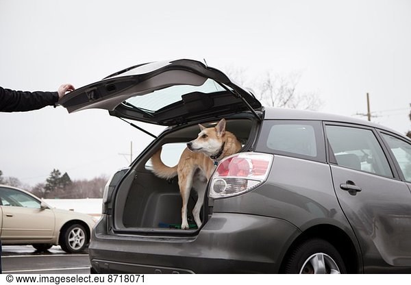 Cross bred alsatian dog in car boot