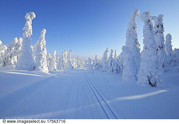 Cross-country ski trail with sun  Winter  Rukatunturi  Ruka  Kuusamo  Nordoesterbotten  Suomi  Finland  Europe