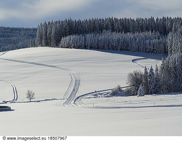 Cross-country skier on ski track Thurnerspur in the Black Forest near St. Märgen  Hochschwarzwald  Baden-Württemberg  Germany