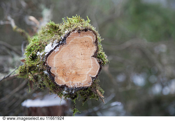 Cross section of cut tree