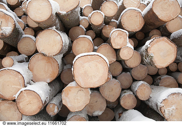 Cross section of logs in stack