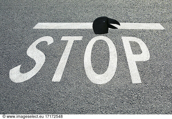 Crow mask at STOP sign on road