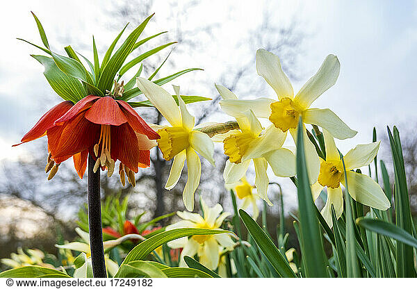 Crown imperial (Fritillaria imperialis) among daffodils (Narcissus) in bloom