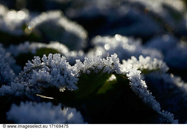 Crystals of winter frost