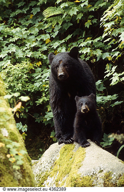 Cub Tongass Natl Forest SE AK Sommer scenic