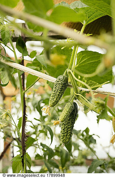 Cucumbers grown on plant in greenhouse
