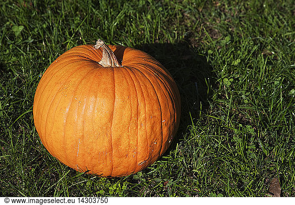 Cucurbita  Pumpkin  Cunnecticut Field from USA  it can grow up to 12 Kg.