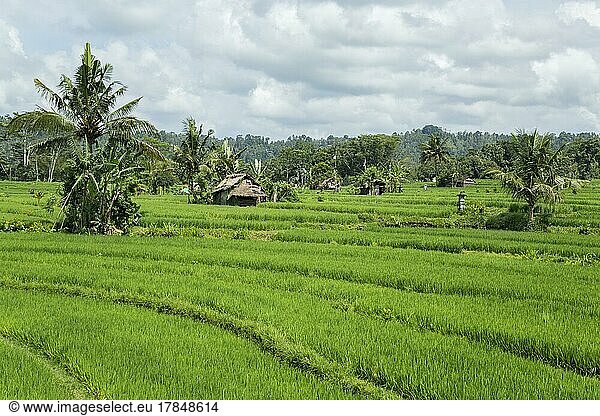 Cultivated rice paddies near Sedimen  Bali  Indonesia  Asia