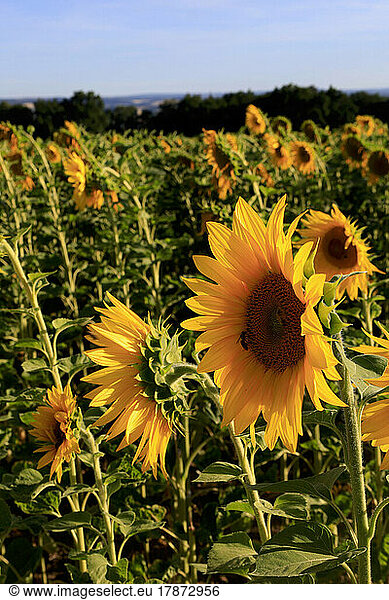 Cultivated sunflowers blooming in summer