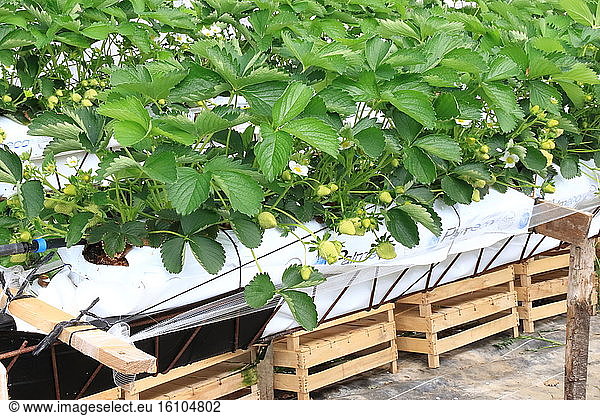 Cultivation of strawberries above ground in greenhouse in spring