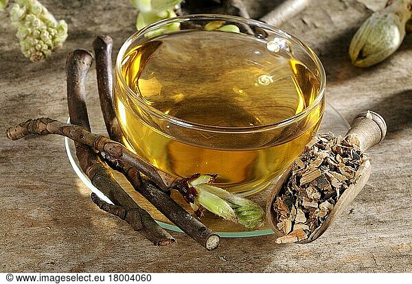 Cup of horse chestnut bark tea (Aesculus hippocastanum)  chestnut  chestnut bark  horse chestnut tea  horse chestnut bark tea  chestnut bark tea