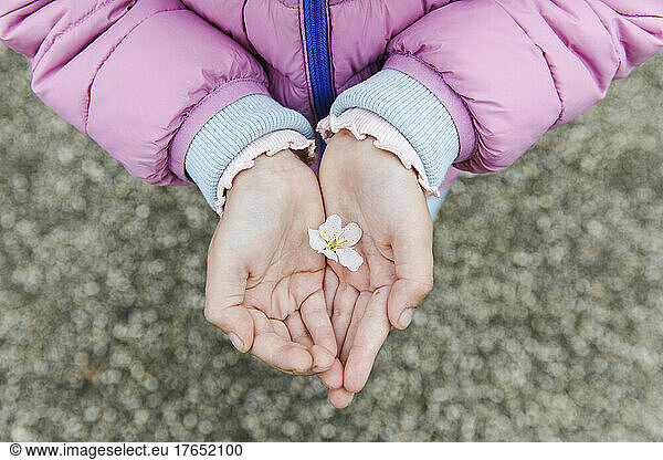 Cupped hands of girl holding cherry blossom