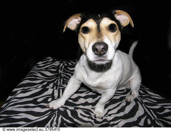 Curios Jack Russell