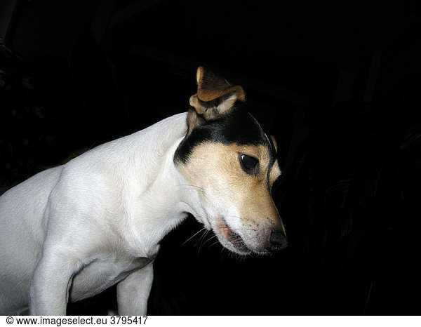 Curios Jack Russell