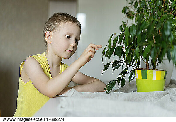 Curious boy touching leaf of houseplant at home