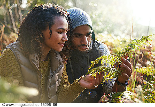 Curious young hiking couple looking at fern in woods