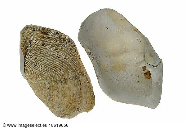 Curl bore mussel (Zirfaea crispata)  Rough bivalve  Rough bivalve  Ruffed bivalves  Rough bivalves  Other animals  Shells  Animals  Molluscs  Great piddock  Oval piddock  Pas de Calais  France  Europe