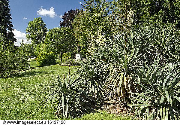 Curve-leaf yucca (Yucca gloriosa var. tristis)  Jardin Lecoq  Clermont-Ferrand  Puy-de-Dôme  France. Syn.: Yucca recurvifolia
