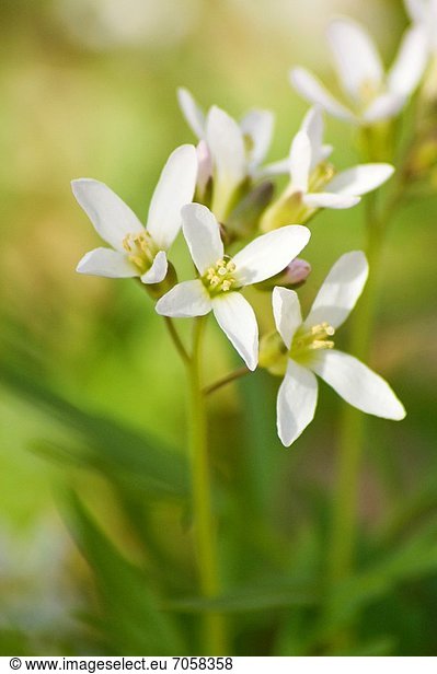 Cut-leaved toothwort Dentaria laciniata Sandbanks Prov Park Cut-leaved ...