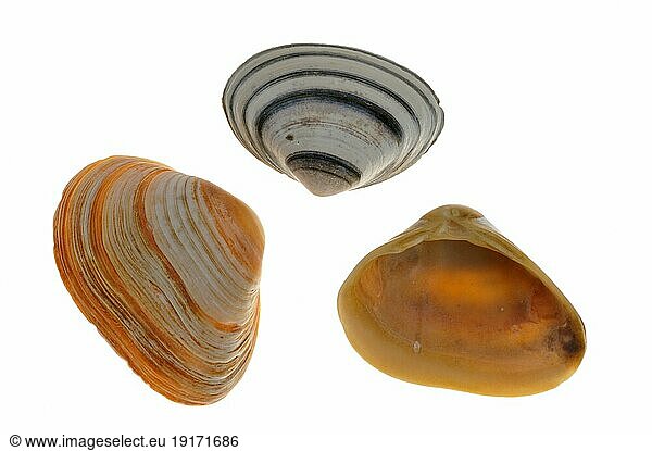 Cut trough shells (Spisula subtruncata) on white background
