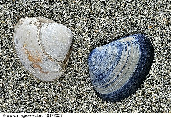 Cut trough shells (Spisula subtruncata) washed on beach