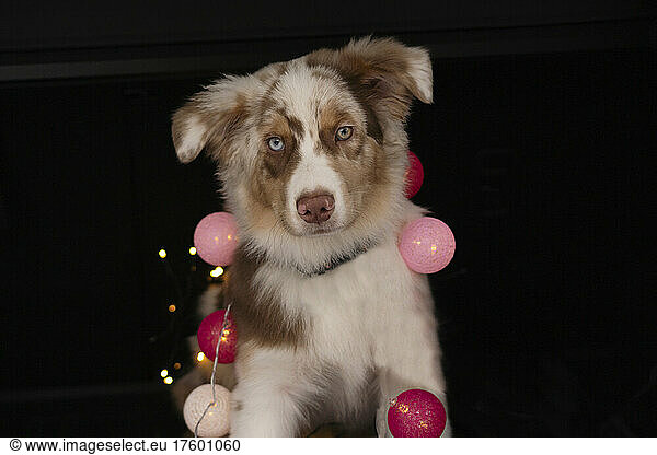 Cute Australian Shepherd with lighting equipment against black background