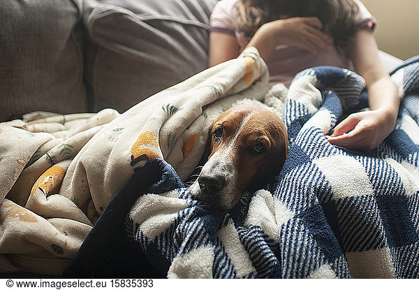 Cute Basset hound dog laying in a bunch of blankets next to girl