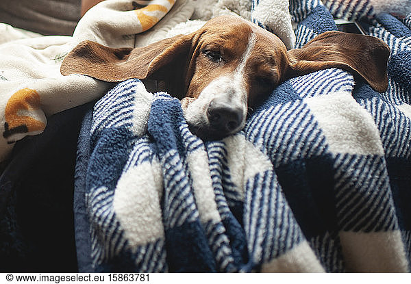 Cute basset hound dog with big ears asleep in blankets at home