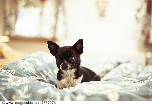 Cute black tiny chihuahua dog cosy on soft bed