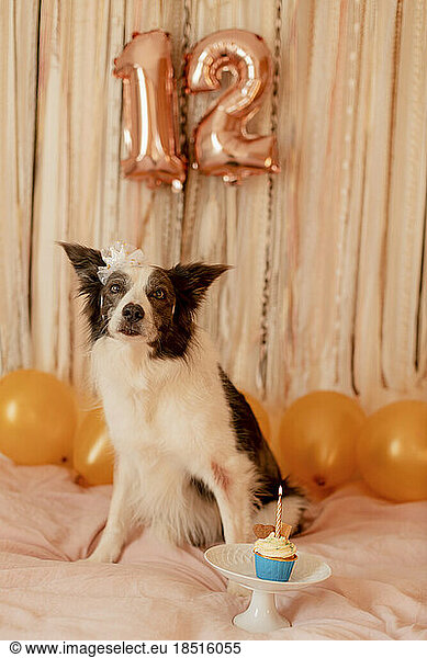 Cute border collie dog with birthday cupcake