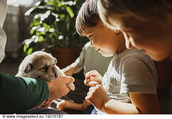 Cute boy looking at mixed breed puppy