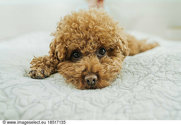 Cute brown poodle dog lying on bed