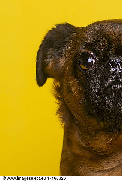 Cute Brussels Griffon against yellow background
