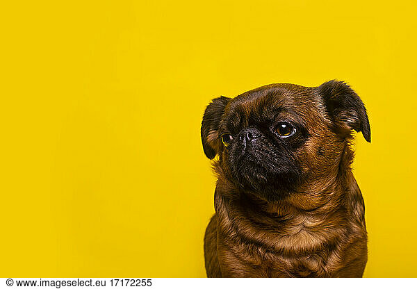 Cute Brussels Griffon sitting against yellow background