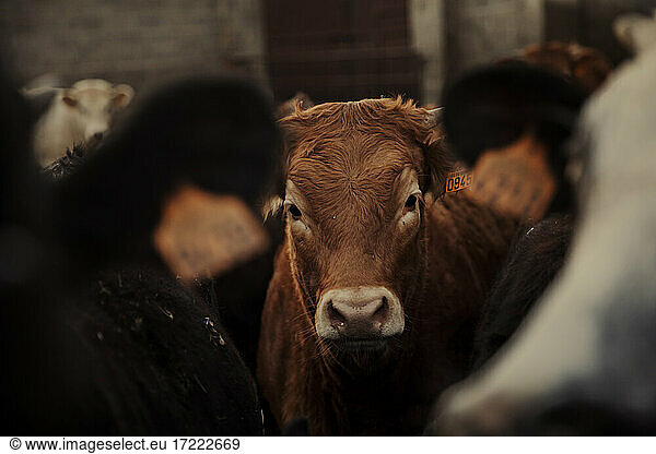 Cute calf in corral on farm